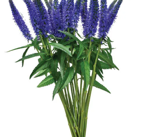 SKYLER™ BLUE A vibrant stalk of Skyler Blue Veronica longifolia cut flower with deep blue spikes.