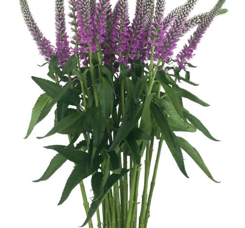 SKYLER™ PINK