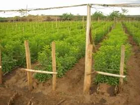 Solidago-GOLDEN-GLORY™-Kenya-April-2008-1