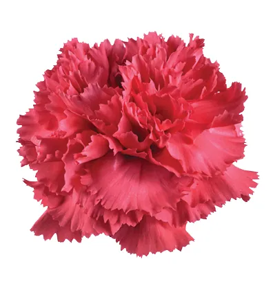 TESORO™ HOT PINK