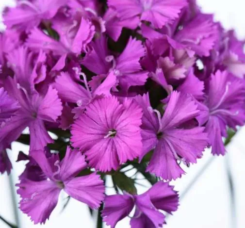GLOSS™ VIOLET PINK