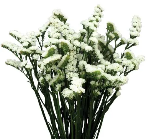 WHITE DELIGHT™