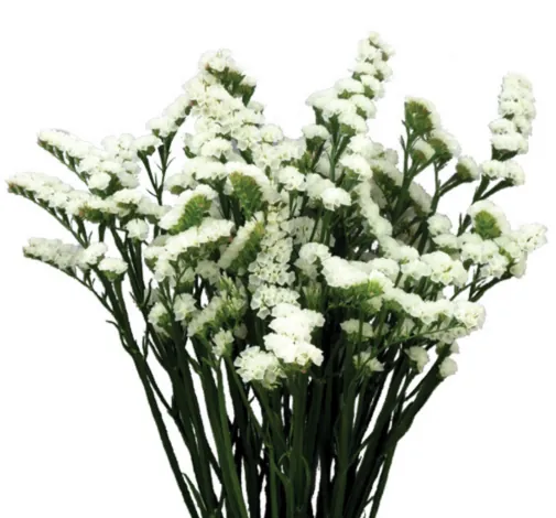 WHITE DELIGHT™