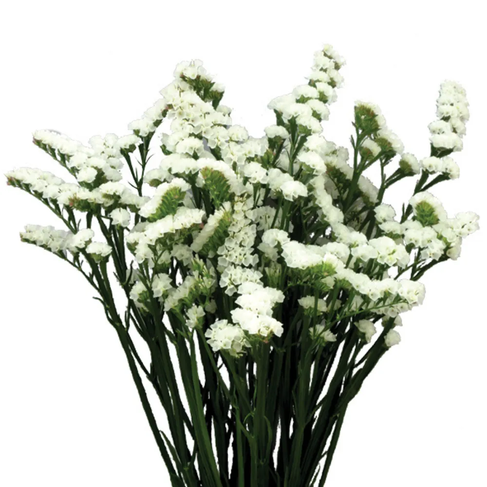 WHITE DELIGHT™