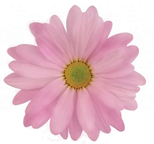 ATLANTIS™ PINK