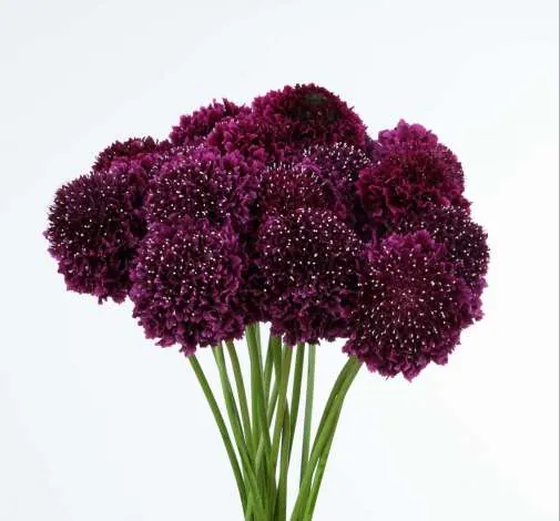 BON BON SCOOP™ MERLOT