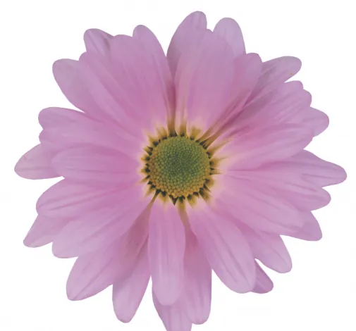 ATLANTIS™ DARK PINK