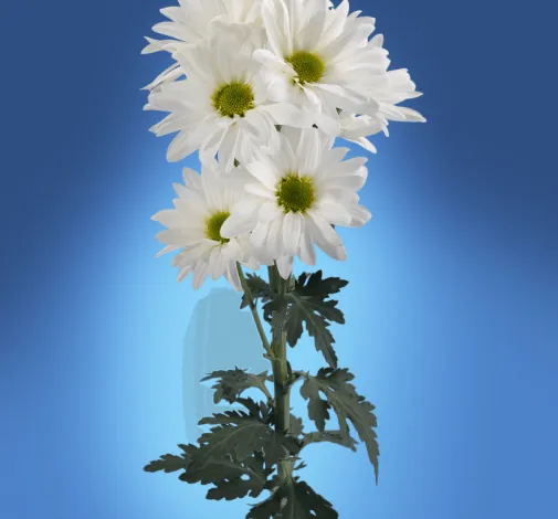 FLORISSIMO™