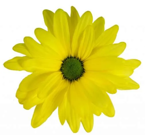 ATLANTIS™ YELLOW