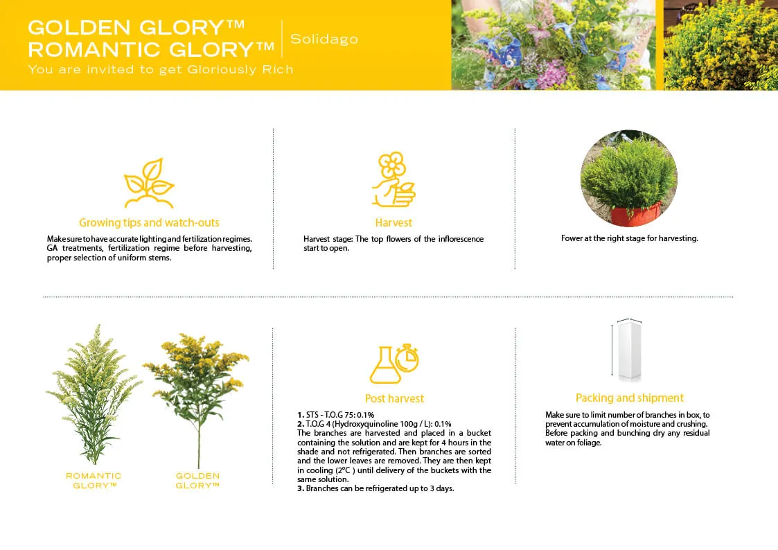 producy page romantic glory