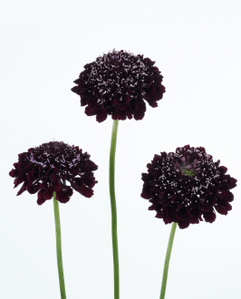 https://www.danzigeronline.com/wp-content/uploads/2021/10/scabiosa-scoopblackberry-824x1024-1-266x330.png