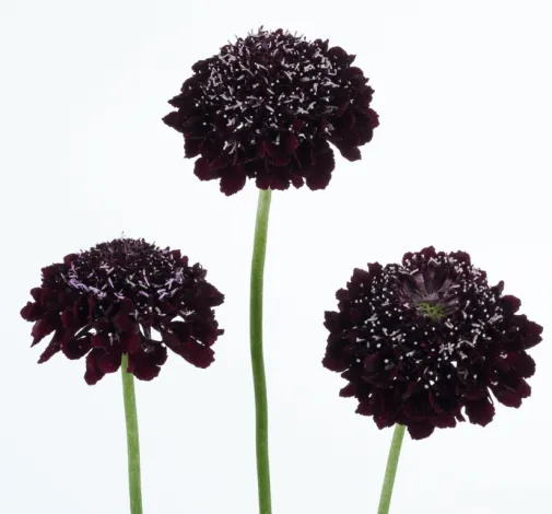 BLACKBERRY SCOOP™