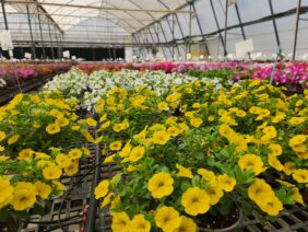 LIA™ Yellow improved