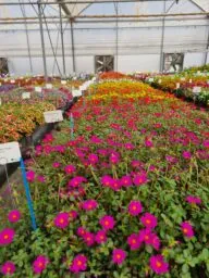 PAZZAZ™ NANO Fuchsia Improved