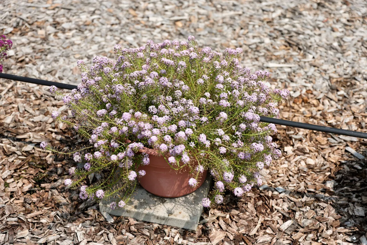 STREAM™ Compact Violet
