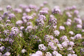 STREAM™ Compact Violet