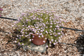 STREAM™ Compact Violet