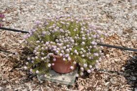 STREAM™ Compact Violet