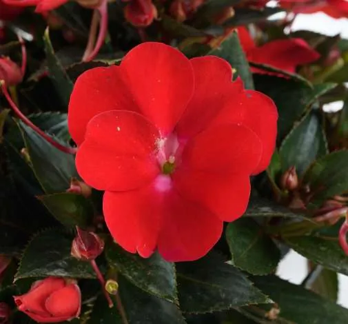 SOL LUNA™ Compact Red