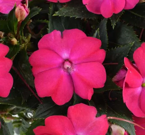 SOL LUNA™ Compact Electric Pink
