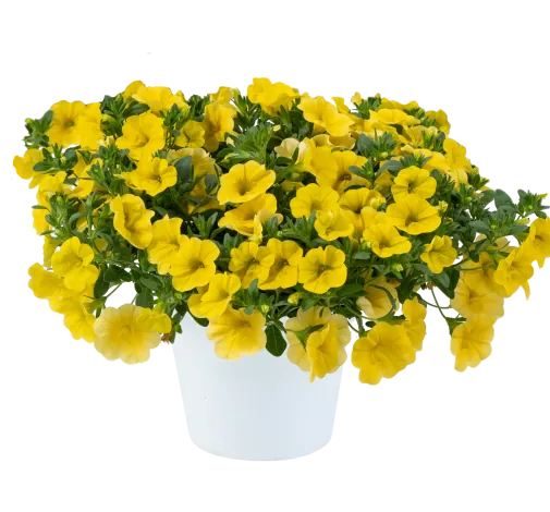LIA™ Yellow improved