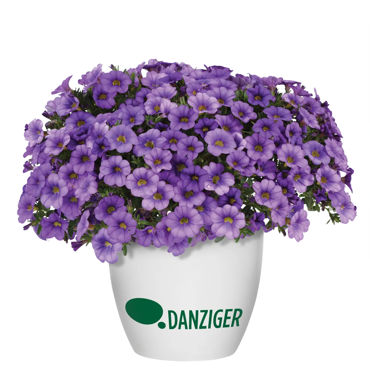 COLIBRI™ Dark Lavender
