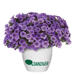 COLIBRI™ Dark Lavender