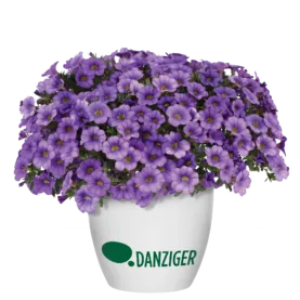 COLIBRI™ Dark Lavender