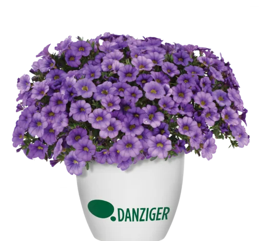 COLIBRI™ Dark Lavender