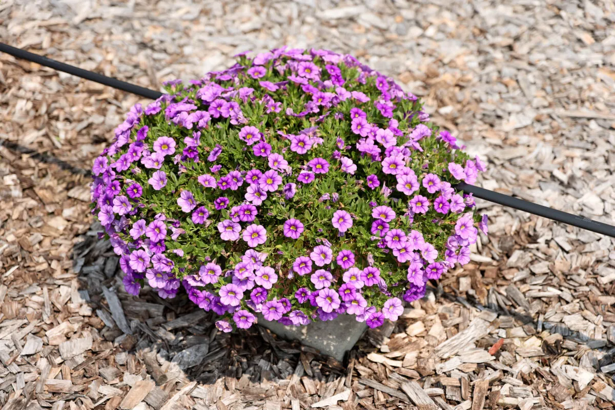 COLIBRI™ Dark Lavender