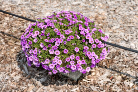 COLIBRI™ Dark Lavender