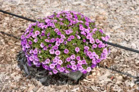 COLIBRI™ Dark Lavender