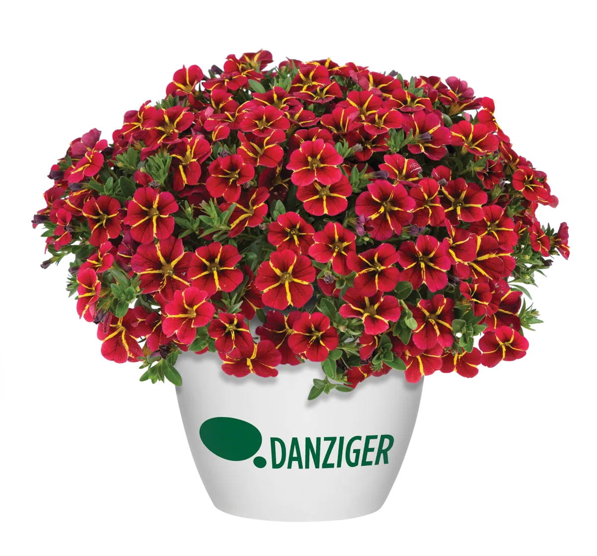 COLIBRI™ Exotic Red Bling