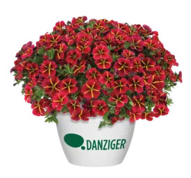 COLIBRI™ Exotic Red Bling