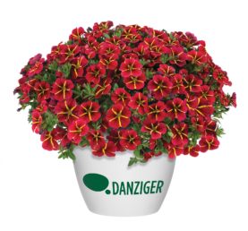 コリブリ(赤) COLIBRI™ Bright Red - Danziger
