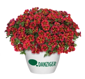 COLIBRI™ Exotic Red Bling