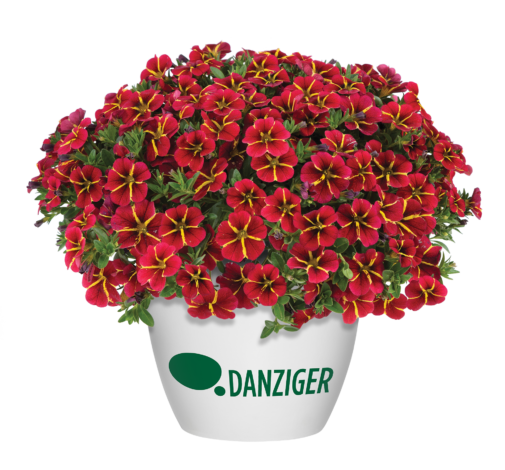 COLIBRI™ Exotic Red Bling - Danziger
