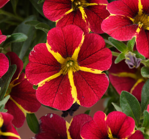 COLIBRI™ Exotic Red Bling