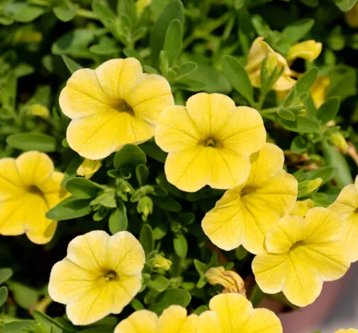 LIA™ Yellow improved