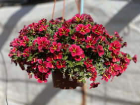 COLIBRI™ Exotic Red Bling