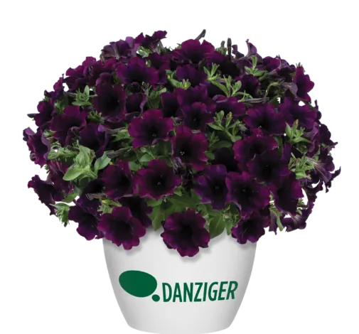 CAPELLA™ Mulberry