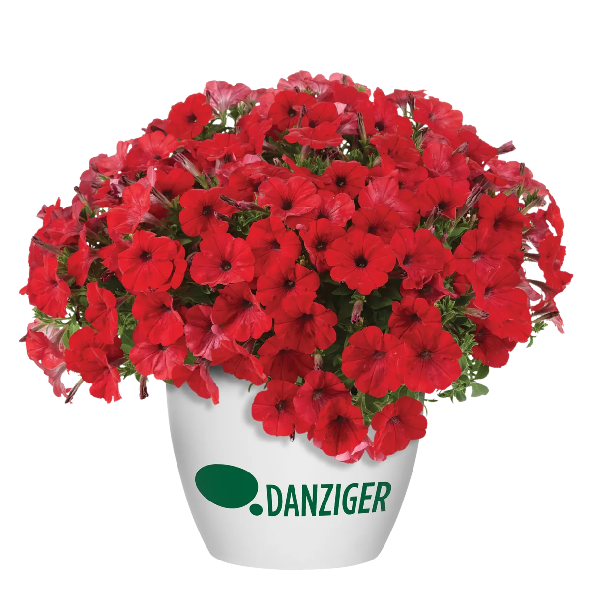 CAPELLA™ Ruby Red imp.