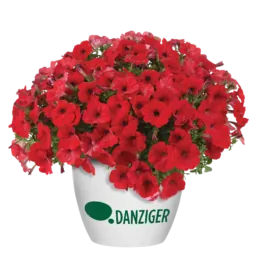CAPELLA™ Ruby Red imp.