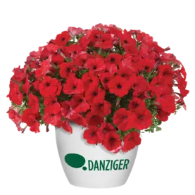 CAPELLA™ Ruby Red imp.