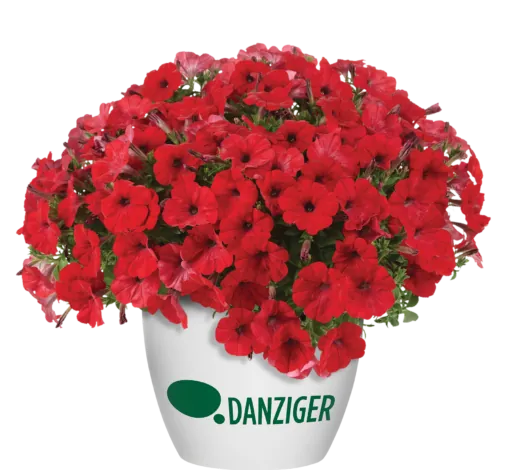 CAPELLA™ Ruby Red imp.