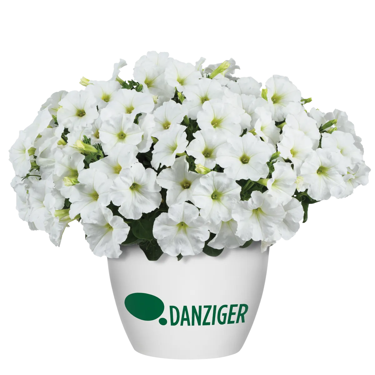 CAPELLA™ White imp.