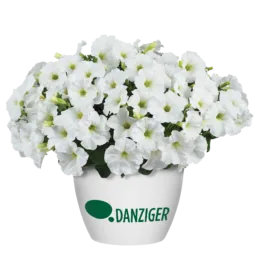 CAPELLA™ White imp.