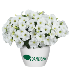 CAPELLA™ White imp.