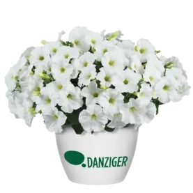 CAPELLA™ White imp.