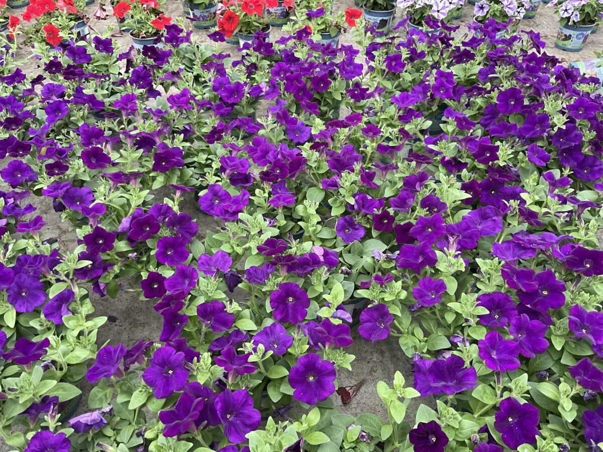 CASCADIAS™ Indigo